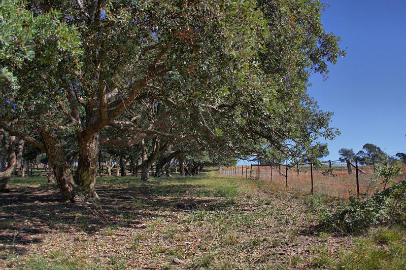 cork forest edge.jpg